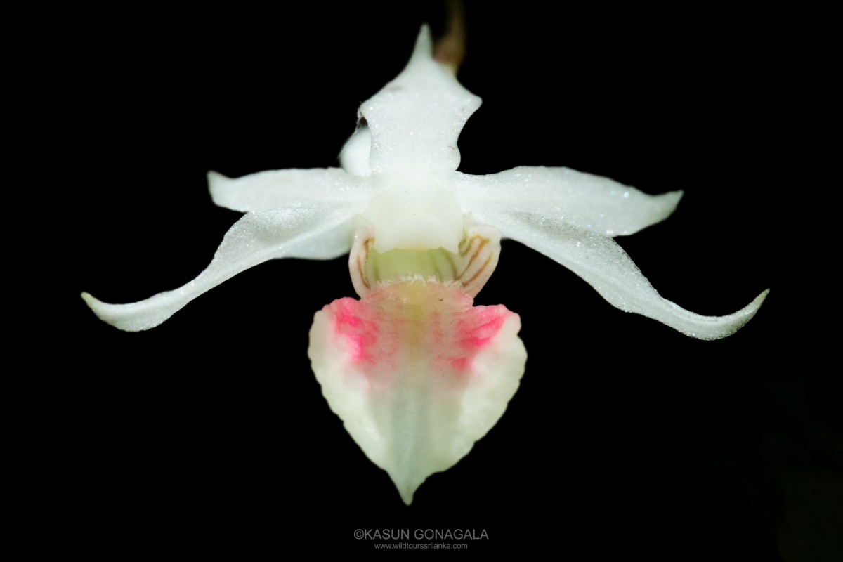 Dendrobium panduratum subsp. panduratum Lindl.
